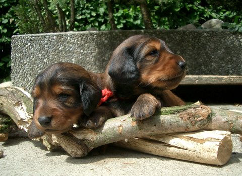 Foto (für die Webseite, falls vorhanden)