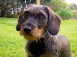 Foto (für die Webseite, falls vorhanden)