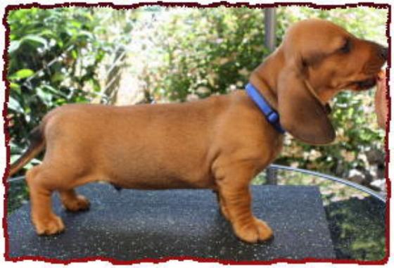 Foto (für die Webseite, falls vorhanden)