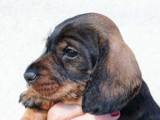 Foto (für die Webseite, falls vorhanden)