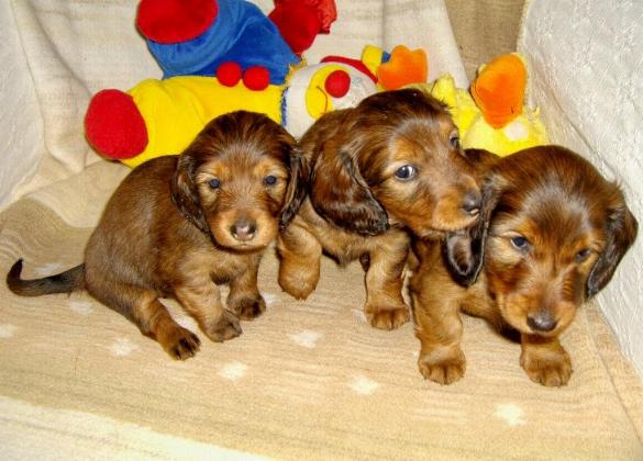 Foto (für die Webseite, falls vorhanden)