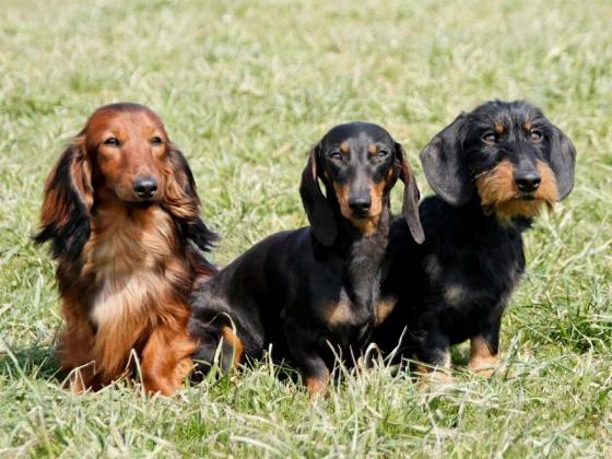 Foto (für die Webseite, falls vorhanden)