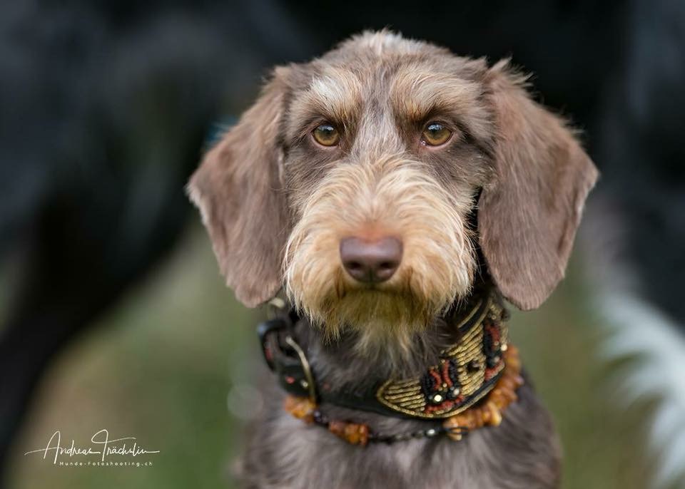 Foto (für die Webseite, falls vorhanden)