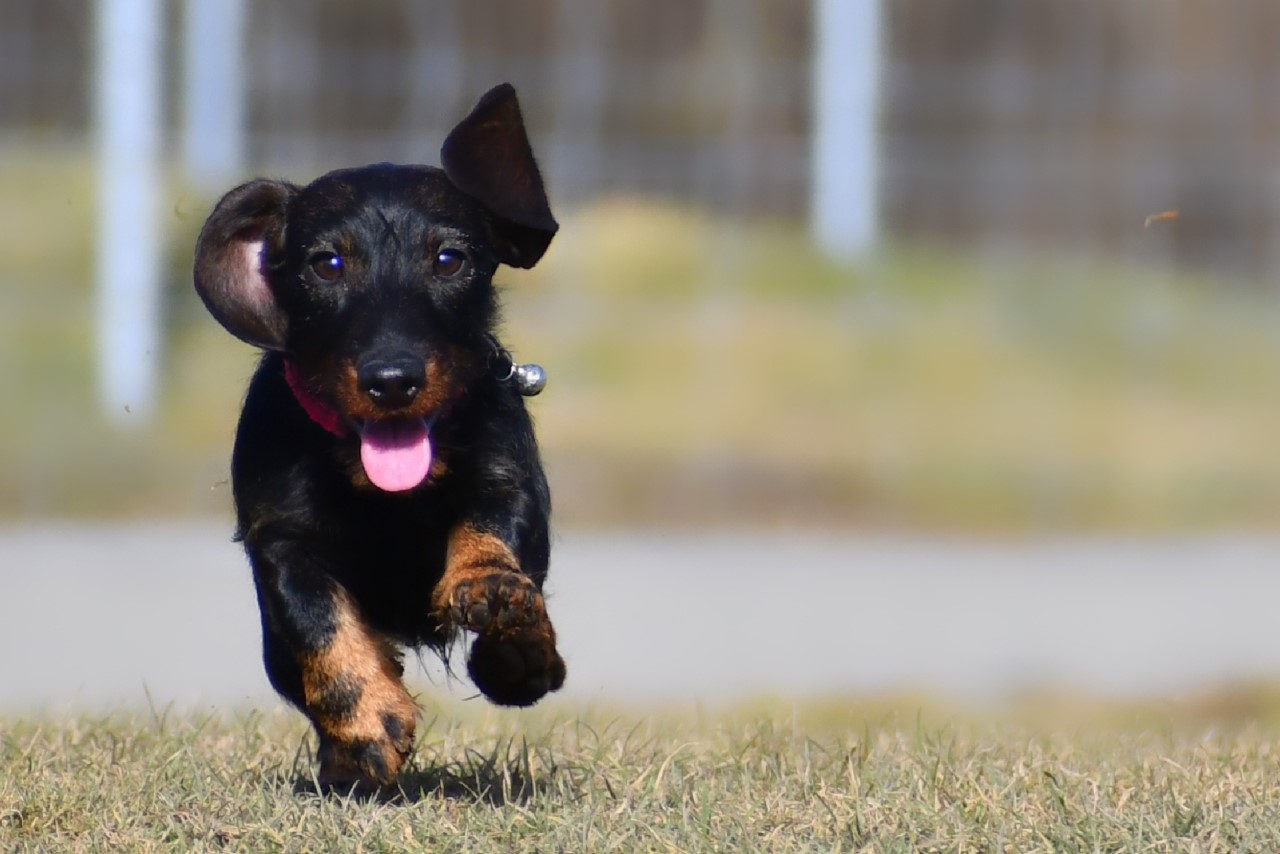 Foto (für die Webseite, falls vorhanden)