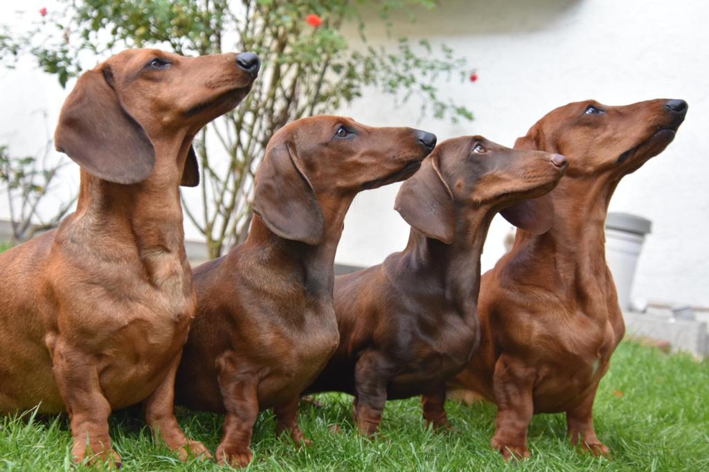 Foto (für die Webseite, falls vorhanden)