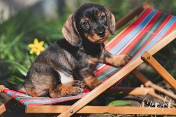 Foto (für die Webseite, falls vorhanden)