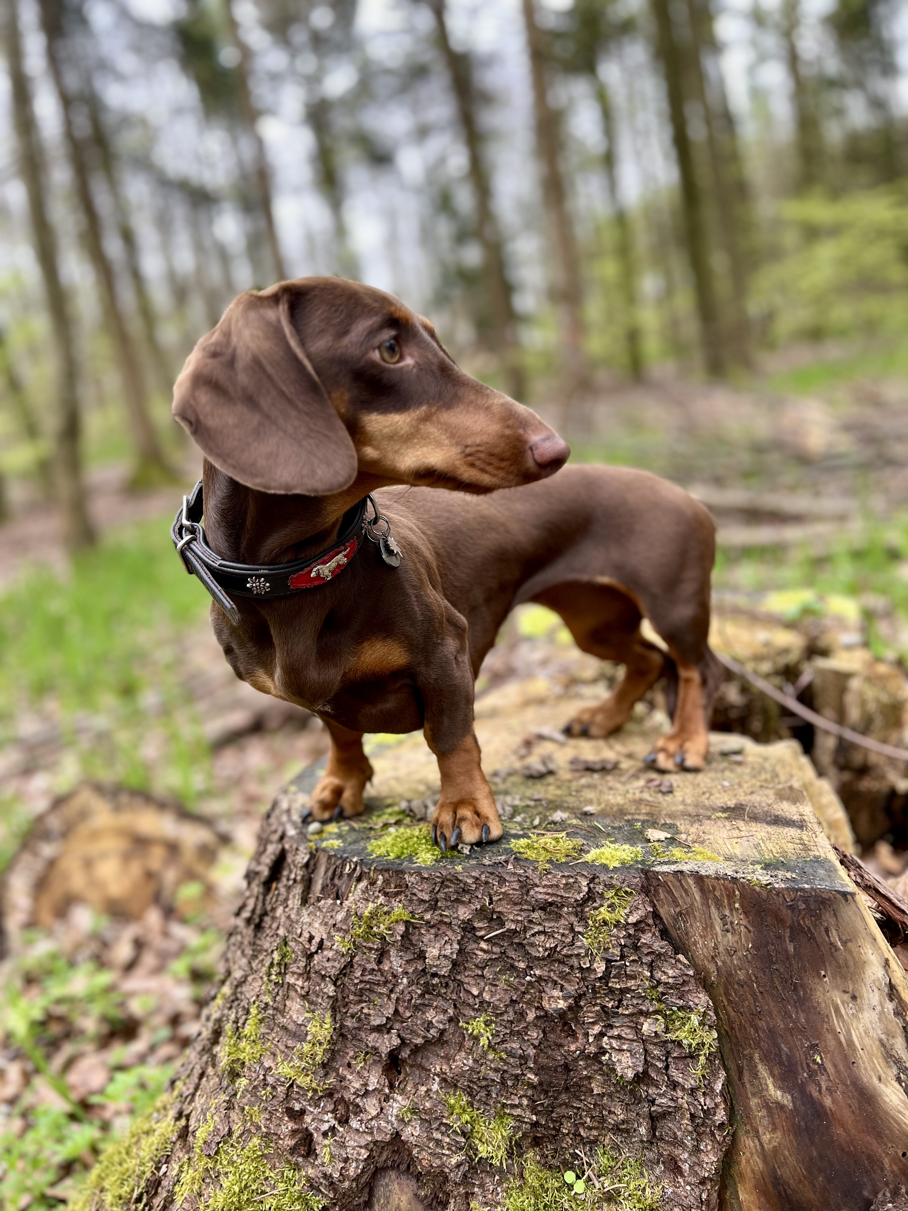 Foto (für die Webseite, falls vorhanden)