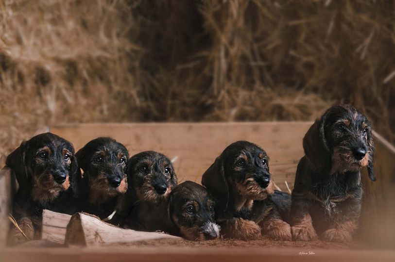 Foto (für die Webseite, falls vorhanden)